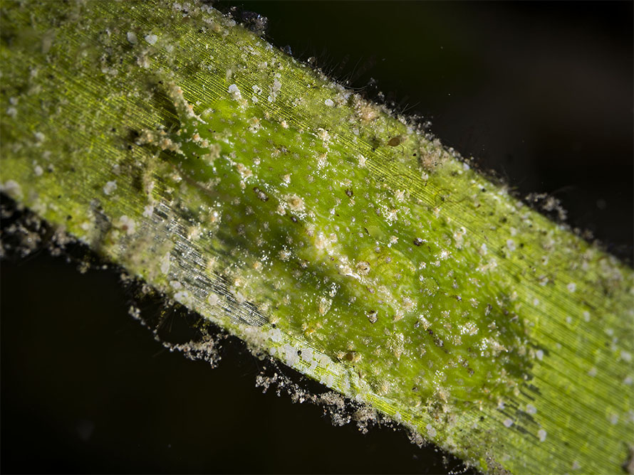 Phyllaplysia viridis